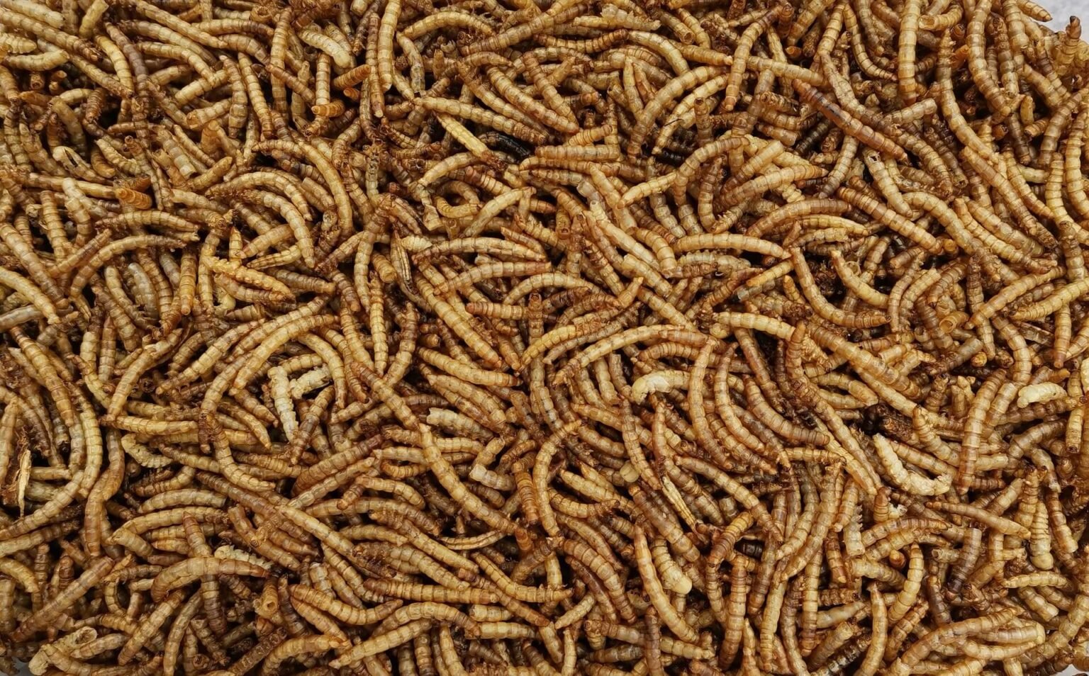 How to grow mealworms at home: A Simple Guide - Mealwormsblog