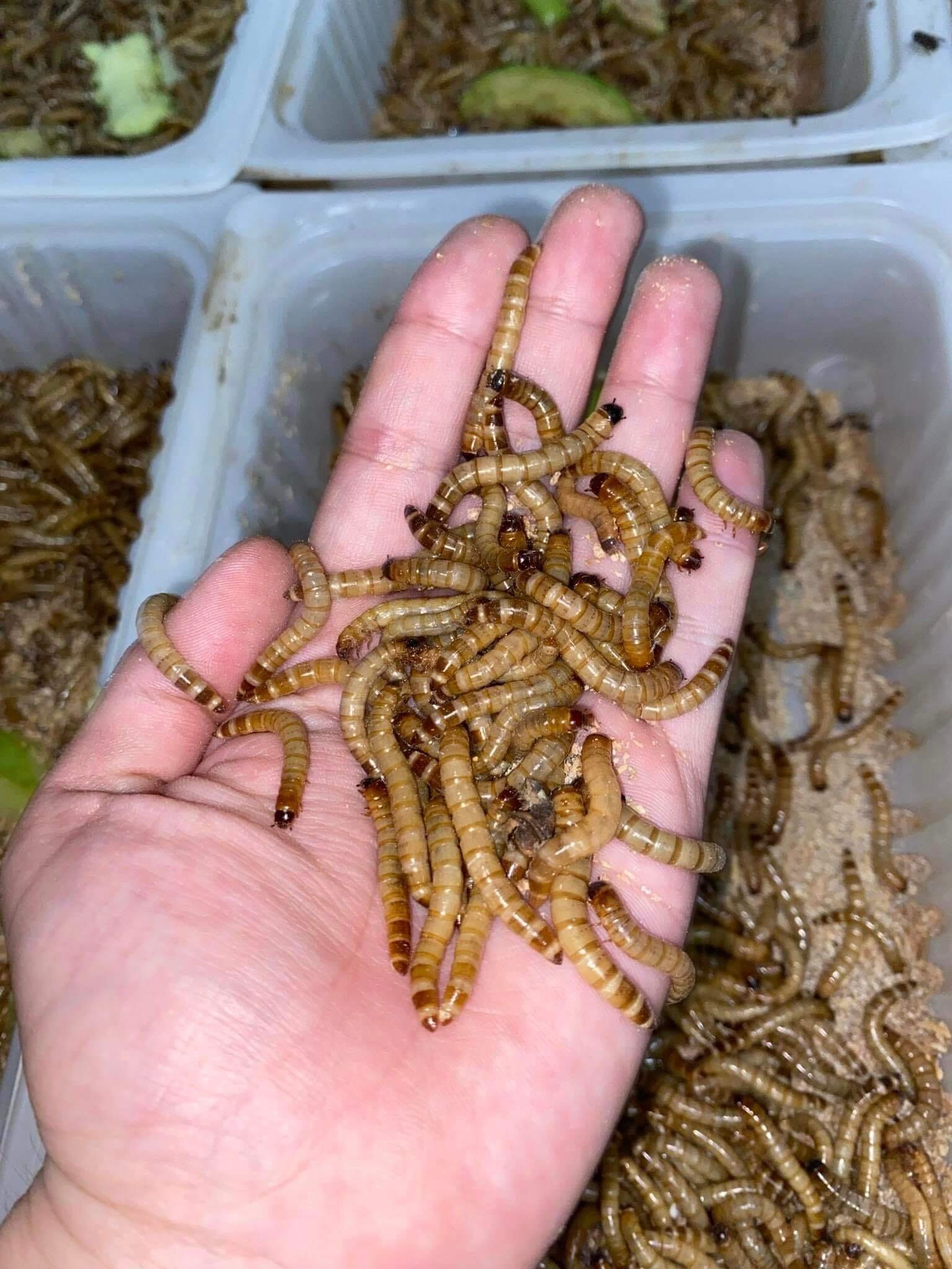 Mealworms Feeding Habits: Mastery in Conquering Bites and Behaviors