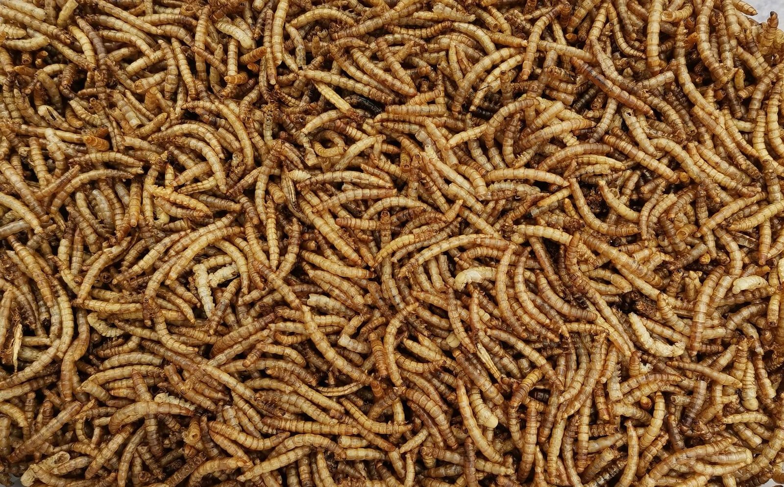 How to grow mealworms at home