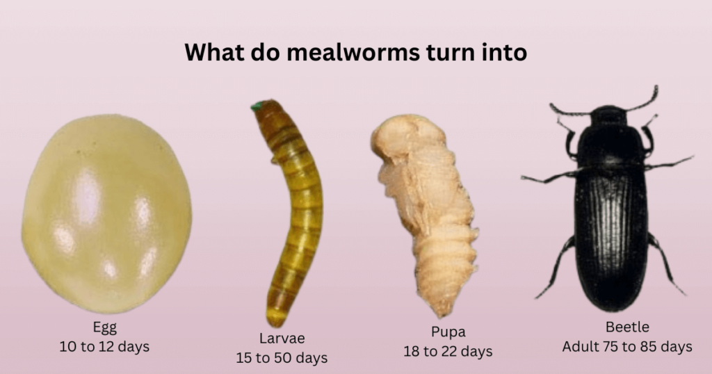 what do mealworms turn into