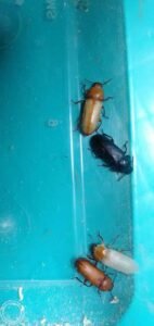 Mealworm Farm Pics